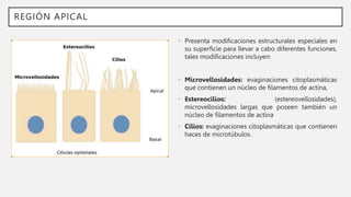 REGIÓN APICAL
• Presenta modificaciones estructurales especiales en
su superficie para llevar a cabo diferentes funciones,
tales modificaciones incluyen:
• Microvellosidades: evaginaciones citoplasmáticas
que contienen un núcleo de filamentos de actina,
• Estereocilios: (estereovellosidades),
microvellosidades largas que poseen también un
núcleo de filamentos de actina
• Cilios: evaginaciones citoplasmáticas que contienen
haces de microtúbulos.
 