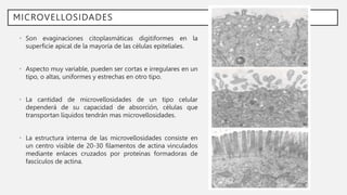 MICROVELLOSIDADES
• Son evaginaciones citoplasmáticas digitiformes en la
superficie apical de la mayoría de las células epiteliales.
• Aspecto muy variable, pueden ser cortas e irregulares en un
tipo, o altas, uniformes y estrechas en otro tipo.
• La cantidad de microvellosidades de un tipo celular
dependerá de su capacidad de absorción, células que
transportan líquidos tendrán mas microvellosidades.
• La estructura interna de las microvellosidades consiste en
un centro visible de 20-30 filamentos de actina vinculados
mediante enlaces cruzados por proteínas formadoras de
fascículos de actina.
 