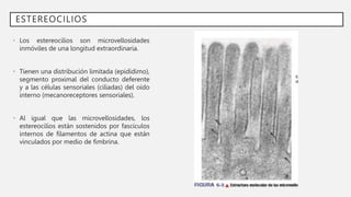 ESTEREOCILIOS
• Los estereocilios son microvellosidades
inmóviles de una longitud extraordinaria.
• Tienen una distribución limitada (epidídimo),
segmento proximal del conducto deferente
y a las células sensoriales (ciliadas) del oído
interno (mecanoreceptores sensoriales).
• Al igual que las microvellosidades, los
estereocilios están sostenidos por fascículos
internos de filamentos de actina que están
vinculados por medio de fimbrina.
 