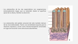 • Los estereocilios de las vías espermáticas son evaginaciones
extremadamente largas que se extienden desde la superficie
apical de la célula y facilitan la absorción.
• Los estereocilios del epitelio sensorial del oído también derivan
de las microvellosidades. Tienen una sensibilidad exquisita para la
vibración mecánica y sirven como mecanorreceptores sensoriales
en lugar de funcionar como estructuras absorbentes.
 
