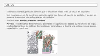 CILIOS
• Son modificaciones superficiales comunes que se encuentran en casi todas las células del organismo.
• Son evaginaciones de la membrana plasmática apical que tienen el aspecto de pestañas y poseen un
axonema, la estructura interna formada por microtúbulos.
• Se clasifican en móviles, primarios o nodales
• Móviles: son extensiones de la membrana plasmática con apariencia de cabello, su movimiento se origina
en el deslizamiento de los dobletes de microtúbulos generado por la dineína, una proteína motora, pueden
mover líquido y partículas.
 