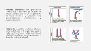 • Primarios (monocilios): son proyecciones
solitarias que se encuentran en casi todas las
células eucariotas, solo hay un cilio por célula,
no tienen movilidad y funcionan como
quimiorreceptores, osmorreceptores y
mecanorreceptores.
• Nodales: Se encuentran en el disco bilaminar
en la gastrulación en la región que rodea al
nodo primitivo. Pueden realizar movimientos
rotarios. Desarrollan un papel importante en el
desarrollo embrionario inicial.
 