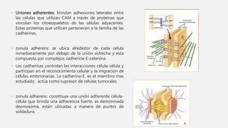 • Uniones adherentes: brindan adhesiones laterales entre
las células que utilizan CAM a través de proteínas que
vinculan los citoesqueletos de las células adyacentes.
Estas proteínas que utilizan pertenecen a la familia de las
cadherinas.
• zonula adherens: se ubica alrededor de cada célula
inmediatamente por debajo de la unión estrecha y esta
compuesta por complejos cadherina-E-catenina.
• Las cadherinas controlan las interacciones célula-célula y
participan en el reconocimiento celular y la migración de
células embrionarias. La cadherina-E, es el miembro mas
estudiado, actúa como supresor de células tumorales.
• zonula adherens: constituye una unión adherente célula-
célula que brinda una adherencia fuerte, es denominada
desmosoma, están ubicadas a manera de puntos de
soldadura.
 