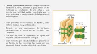 • Uniones comunicantes: también llamadas uniones de
hendidura o nexos, permiten el paso directo de las
moléculas de señalización de una célula a otra,
permite una actividad celular coordinada que es
importante para el mantenimiento de la homeostasis
de los órganos.
• Están presentes en una variedad de tejidos , como
epitelio, músculo liso y cardiáco, etc…
• Consiste en una acumulación de conductos
transmembrana o poros en un conjunto muy
compacto.
• Este tipo de unión es importante en tejidos que
requieren una actividad celular contigua.
• Están formadas por 12 subunidades de proteínas de
las familia de las conexinas, las cuales son una
subunidad de una proteína integral de membrana.
 