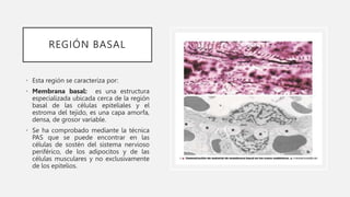 REGIÓN BASAL
• Esta región se caracteriza por:
• Membrana basal: es una estructura
especializada ubicada cerca de la región
basal de las células epiteliales y el
estroma del tejido, es una capa amorfa,
densa, de grosor variable.
• Se ha comprobado mediante la técnica
PAS que se puede encontrar en las
células de sostén del sistema nervioso
periférico, de los adipocitos y de las
células musculares y no exclusivamente
de los epitelios.
 