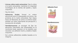 • Uniones célula-matriz extracelular: Fijan la célula
a la matriz extracelular, mantienen la integridad
morfológica de la interfaz del epitelio y tejido
conjuntivo.
• Hay dos tipos:
• Adhesiones focales: forman un enlace
estructural entre el citoesqueleto de actina y las
proteínas de la matriz extracelular, fijan largos
haces de filamentos de actina a la lámina basal,
también son sitios importantes de percepción y
transducción de señales.
• Hemidesmosomas: se encargan de fijar los
elementos intermedios del citoesqueleto en la
membrana basal, aparecen en los epitelios que
necesitan una adhesión fuerte y estable al tejido
conjuntivo.
• Son uniones adherentes estables basadas en la
integrina.
 