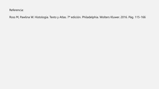 Referencia:
Ross M, Pawlina W. Histología. Texto y Atlas. 7ª edición. Philadelphia. Wolters Kluwer. 2016. Pág. 115-166
 