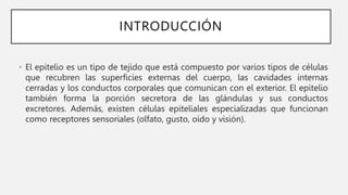 INTRODUCCIÓN
• El epitelio es un tipo de tejido que está compuesto por varios tipos de células
que recubren las superficies externas del cuerpo, las cavidades internas
cerradas y los conductos corporales que comunican con el exterior. El epitelio
también forma la porción secretora de las glándulas y sus conductos
excretores. Además, existen células epiteliales especializadas que funcionan
como receptores sensoriales (olfato, gusto, oído y visión).
 