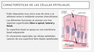 CARACTERÍSTICAS DE LAS CÉLULAS EPITELIALES
• Están dispuestas muy cerca unas de otras y se
adhieren entre sí mediante uniones intercelulares
• Las diferentes funciones se asocian con tres
regiones superficiales libre o apical, lateral y
basal.
• Su superficie basal se apoya en una membrana
basal subyacente
• En situaciones especiales, las células epiteliales
carecen de una superficie libre (tejido epitelioide).
 
