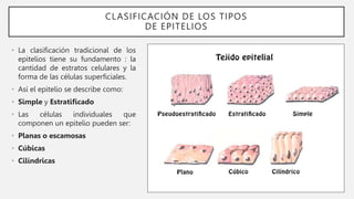 CLASIFICACIÓN DE LOS TIPOS
DE EPITELIOS
• La clasificación tradicional de los
epitelios tiene su fundamento : la
cantidad de estratos celulares y la
forma de las células superficiales.
• Así el epitelio se describe como:
• Simple y Estratificado
• Las células individuales que
componen un epitelio pueden ser:
• Planas o escamosas
• Cúbicas
• Cilíndricas
 