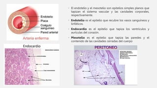• El endotelio y el mesotelio son epitelios simples planos que
tapizan el sistema vascular y las cavidades corporales,
respectivamente.
• Endotelio es el epitelio que recubre los vasos sanguíneos y
linfáticos.
• Endocardio es el epitelio que tapiza los ventrículos y
aurículas del corazón.
• Mesotelio es el epitelio que tapiza las paredes y el
contenido de las cavidades cerradas del cuerpo
 