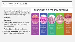 FUNCIONES EPITELIALES
• Un epitelio dado puede tener una o
más funciones, según la actividad de
los tipos celulares que contenga:
• Secreción
• Absorción
• Transporte: de materiales o células
sobre la superficie de un epitelio por
el movimiento
• Protección mecánica: epidermis
• Función receptora: para recibir y
transducir estímulos externos
 