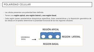 POLARIDAD CELULAR
• Las células presentan una polaridad bien definida.
• Tienen una región apical, una región lateral y una región basal.
• Cada región posee características bioquímicas específicas. Estas características y la disposición geométrica de
las células en el epitelio determinan la polaridad funcional de las tres regiones celulares.
 