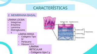 TEJIDO EPITELIAL. histología universidad | PPTX