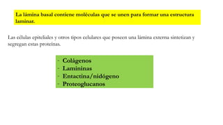 Histologia I TEJIDO EPITELIAL, imagens de laminas | PPTX