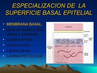 TEJIDO EPITELIAL SU COMPOSICION HISTOLOGICA.ppt
