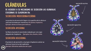 Tejido Epitelial (1).pdfthytrhthgfhgfhgfhgf | PDF