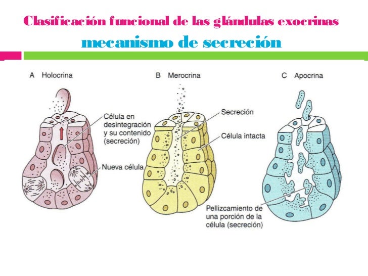 Glandulas Sudoriparas Ecrinas Y Apocrinas Diferencias es.slideshare.net