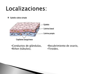 •Conductos de glándulas,
•Riñon (túbulos),

•Recubrimiento de ovario,
•Tiroides.

 