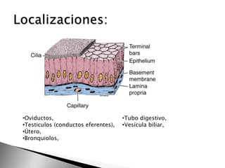 •Oviductos,
•Testiculos (conductos eferentes),
•Útero,
•Bronquiolos,

•Tubo digestivo,
•Vesícula biliar,

 