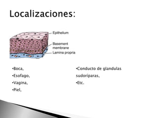 •Boca,

•Conducto de glandulas

•Esofago,

sudoríparas,

•Vagina,

•Etc.

•Piel,

 