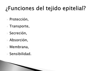 

Protección,



Transporte,



Secreción,



Absorción,



Membrana,



Sensibilidad.

 