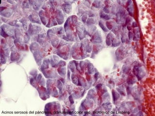 Acinos serosos del páncreas, gránulos en color rojo, tricrómico de Liisberg.

 