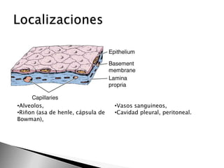 •Alveolos,
•Riñon (asa de henle, cápsula de
Bowman),

•Vasos sanguineos,
•Cavidad pleural, peritoneal.

 