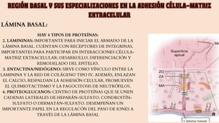 tejido epitelial resumo completo e coerente | PDF
