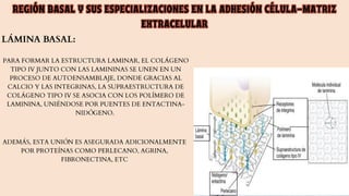 tejido epitelial resumo completo e coerente | PDF