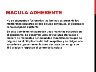 MACULA ADHERENTE
No se encuentran fusionadas las laminas externas de las
membranas celulares de dos celulas contiguas, el glucocalix
llena el espacio existente.
En este tipo de union aparecen unas manchas obscuras en
el citoplasma. Se observan unas estructuras alargadas a
manera de filamentos denominados tono filamentos que se
originan en el citoplasma del lado respetivo y se dirigen a la
zona densa , penetran en la zona oscura y dan un gira de
180 grados y regresan al centro de la celula
 