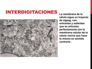 INTERDIGITACIONES La membrana de la
célula sigue un trayecto
de zigzag, con
entrantes y salientes
que se articulan
perfectamente con la
membrana celular de la
celula vecina que hace
lo mismo en sentido
contrario .
 