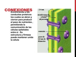 CONEXIONESEncontramos a los
conductos proteicos
los cuales se abren y
cierran para producir
el paso de nutrientes ,
permitiendo la
comunicación de las
células epiteliales
entre si . Su
estructura y firmeza
puede mantener unida
la célula
 