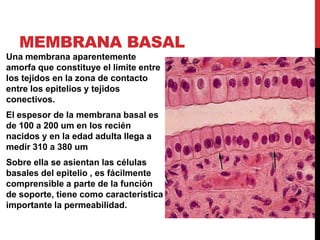 MEMBRANA BASAL
Una membrana aparentemente
amorfa que constituye el limite entre
los tejidos en la zona de contacto
entre los epitelios y tejidos
conectivos.
El espesor de la membrana basal es
de 100 a 200 um en los recién
nacidos y en la edad adulta llega a
medir 310 a 380 um
Sobre ella se asientan las células
basales del epitelio , es fácilmente
comprensible a parte de la función
de soporte, tiene como característica
importante la permeabilidad.
 