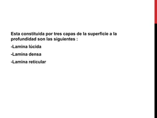 Esta constituida por tres capas de la superficie a la
profundidad son las siguientes :
-Lamina lúcida
-Lamina densa
-Lamina reticular
 