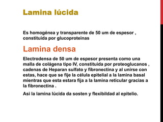 Es homogénea y transparente de 50 um de espesor ,
constituida por glucoproteinas
Lamina densa
Electrodensa de 50 um de espesor presenta como una
malla de colágena tipo IV, constituida por proteoglucanos ,
cadenas de Heparan sulfato y fibronectina y al unirse con
estas, hace que se fije la célula epitelial a la lamina basal
mientras que esta estara fija a la lamina reticular gracias a
la fibronectina .
Asi la lamina lúcida da sosten y flexibildad al epitelio.
Lamina lúcida
 