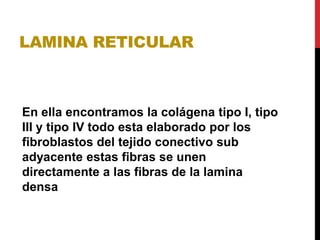 LAMINA RETICULAR
En ella encontramos la colágena tipo I, tipo
III y tipo IV todo esta elaborado por los
fibroblastos del tejido conectivo sub
adyacente estas fibras se unen
directamente a las fibras de la lamina
densa
 