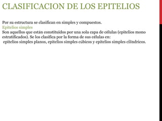 CLASIFICACION DE LOS EPITELIOS
Por su estructura se clasifican en simples y compuestos.
Epitelios simples
Son aquellos que están constituidos por una sola capa de células (epitelios mono
estratificados). Se los clasifica por la forma de sus células en:
epitelios simples planos, epitelios simples cúbicos y epitelios simples cilíndricos.
 