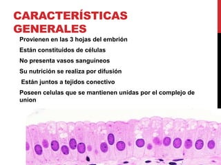 CARACTERÍSTICAS
GENERALES
Provienen en las 3 hojas del embrión
Están constituidos de células
No presenta vasos sanguíneos
Su nutrición se realiza por difusión
Están juntos a tejidos conectivo
Poseen celulas que se mantienen unidas por el complejo de
union
 
