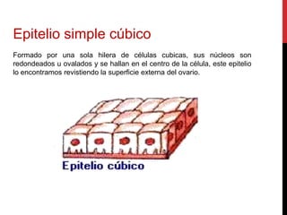 Epitelio simple cúbico
Formado por una sola hilera de células cubicas, sus núcleos son
redondeados u ovalados y se hallan en el centro de la célula, este epitelio
lo encontramos revistiendo la superficie externa del ovario.
 