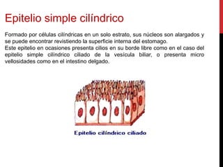 Epitelio simple cilíndrico
Formado por células cilíndricas en un solo estrato, sus núcleos son alargados y
se puede encontrar revistiendo la superficie interna del estomago.
Este epitelio en ocasiones presenta cilios en su borde libre como en el caso del
epitelio simple cilíndrico ciliado de la vesícula biliar, o presenta micro
vellosidades como en el intestino delgado.
 