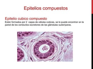 Epitelios compuestos
Epitelio cubico compuesto
Están formados por 2 capas de células cubicas, se lo puede encontrar en la
pared de los conductos excretores de las glándulas sudoríparas.
 