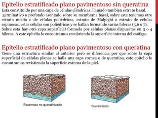 Epitelio estratificado plano pavimentoso sin queratina
Esta constituido por una capa de células cilíndricas, llamado también estrato basal,
germinativo o profundo asentado sobre su membrana basal, sobre este tenemos otro
estrato medio o de células poliédricas, estrato de Malpighi o estrato de células
espinosas, estas células son poliédricas y se hallan formando varias hileras (5,6 o 7).
Sobre esta hay otra capa superficial formada por células planas dispuestas en 3 o 4
hileras. A este epitelio lo encontramos recubriendo la superficie interna del esófago.
Epitelio estratificado plano pavimentoso con queratina
Tiene una estructura similar al anterior pero se diferencia por que sobre la capa
superficial de células planas se halla una capa cornea o de queratina, este epitelio lo
encontramos revistiendo la superficie externa de la piel.
 