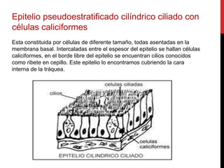 Epitelio pseudoestratificado cilíndrico ciliado con
células caliciformes
Esta constituida por células de diferente tamaño, todas asentadas en la
membrana basal. Intercaladas entre el espesor del epitelio se hallan células
caliciformes, en el borde libre del epitelio se encuentran cilios conocidos
como ribete en cepillo. Este epitelio lo encontramos cubriendo la cara
interna de la tráquea.
 