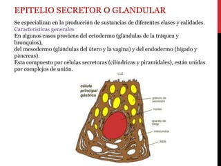 EPITELIO SECRETOR O GLANDULAR
Se especializan en la producción de sustancias de diferentes clases y calidades.
Características generales
En algunos casos proviene del ectodermo (glándulas de la tráquea y
bronquios),
del mesodermo (glándulas del útero y la vagina) y del endodermo (hígado y
páncreas).
Esta compuesto por células secretoras (cilíndricas y piramidales), están unidas
por complejos de unión.
 