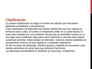 Clasificación
La primera clasificación es según el número de células que intervienen:
glándulas unicelulares y pluricelulares.
A las unicelulares corresponden las células caliciformes que son células en
forma de copa o cáliz, el nucleó y el citoplasma están en su parte basal y el
resto esta ocupado por una sustancia viscosa que es secretada cuando ya no
hay lugar para contenerla, esta actúa como lubricante y vehículo para atrapar
sustancias extrañas. Estas células se intercalan entre las células epiteliales de
revestimiento como en el tubo digestivo y el aparato respiratorio.
En las mucosas del estomago, intestino grueso y delgado se encuentran unas
células secretoras de varios tipos que producen hormonas.
Las glándulas pluricelulares se clasifican en exocrinas y endocrinas.
 