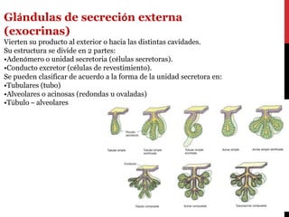 Glándulas de secreción externa
(exocrinas)
Vierten su producto al exterior o hacia las distintas cavidades.
Su estructura se divide en 2 partes:
•Adenómero o unidad secretoria (células secretoras).
•Conducto excretor (células de revestimiento).
Se pueden clasificar de acuerdo a la forma de la unidad secretora en:
•Tubulares (tubo)
•Alveolares o acinosas (redondas u ovaladas)
•Túbulo – alveolares
 