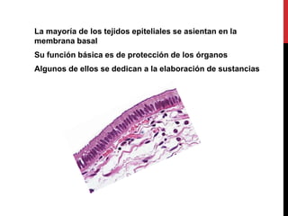 La mayoría de los tejidos epiteliales se asientan en la
membrana basal
Su función básica es de protección de los órganos
Algunos de ellos se dedican a la elaboración de sustancias
 