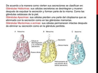 De acuerdo a la manera como vierten sus secreciones se clasifican en:
Glándulas Holócrinas: sus células secretoras se desintegran y mueren
después de expulsar la secreción y forman parte de la misma. Como las
glándulas sebáceas de la piel.
Glándulas Apocrinas: sus células pierden una parte del citoplasma que es
eliminado con la secreción como en las glándulas mamarias.
Glándulas Merócrinas o ecrinas: sus células permanecen intactas después
de eliminar su secreción como en la glándula parótida.
 