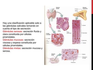Hay una clasificación aplicable solo a
las glándulas salivales tomando en
cuenta el tipo de secreción:
Glándulas serosas: secreción fluida y
clara constituida por células
piramidales.
Glándulas mucosas: secreción
viscosa y espesa constituida por
células piramidales.
Glándulas mixtas: secreción mucosa y
serosa.
 